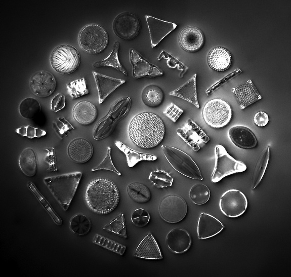 110224-diatoms.