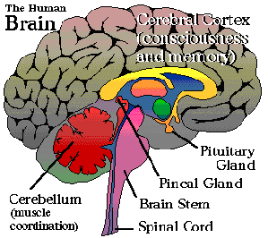 brain-.30256.