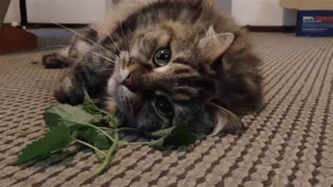 catnip.