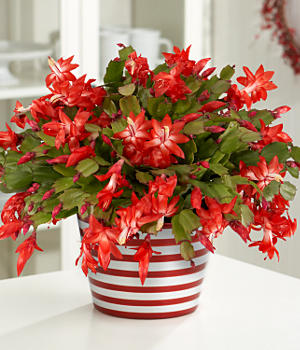 christmas-cactus.