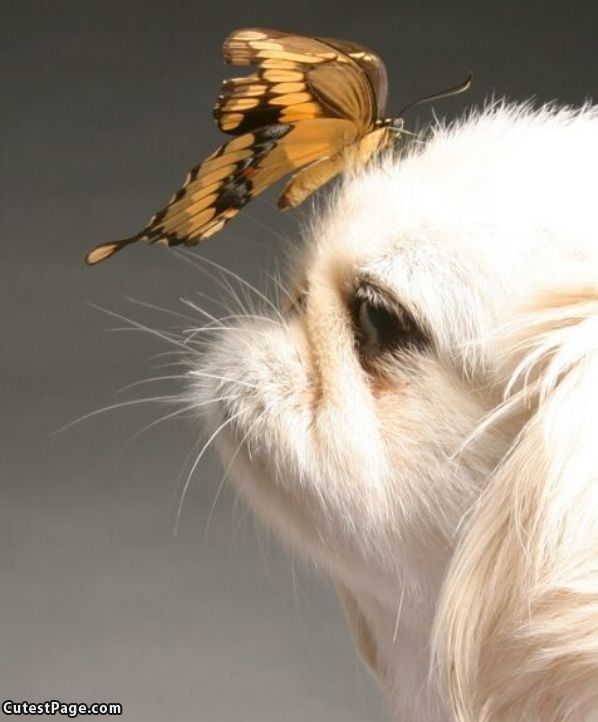 Cute_Dog_And_Butterfly.