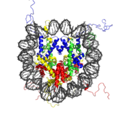 dna-.