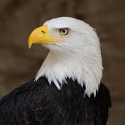 EAGLE_Bald_Eagle_Portrait.