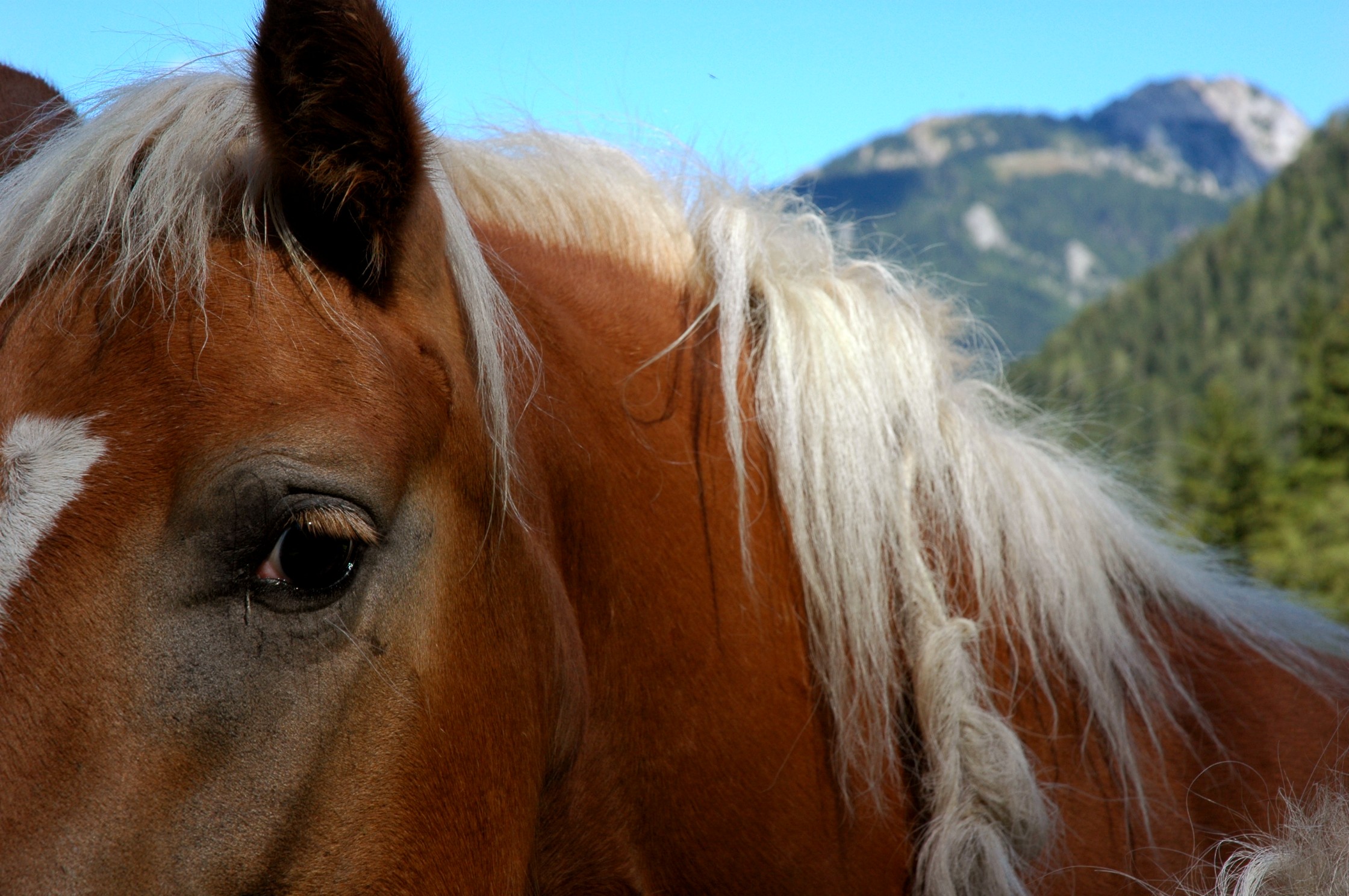 horse-closeup-with-mountains.