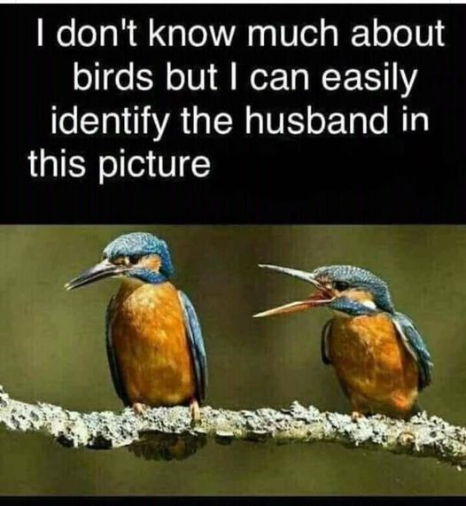 husbandbird.