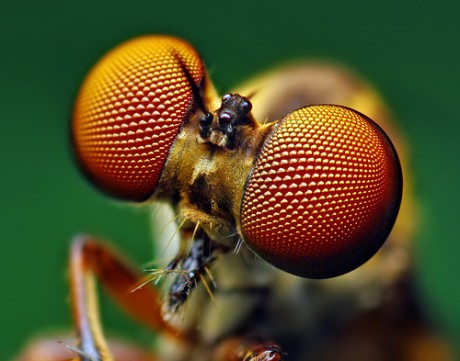 insect_eye.