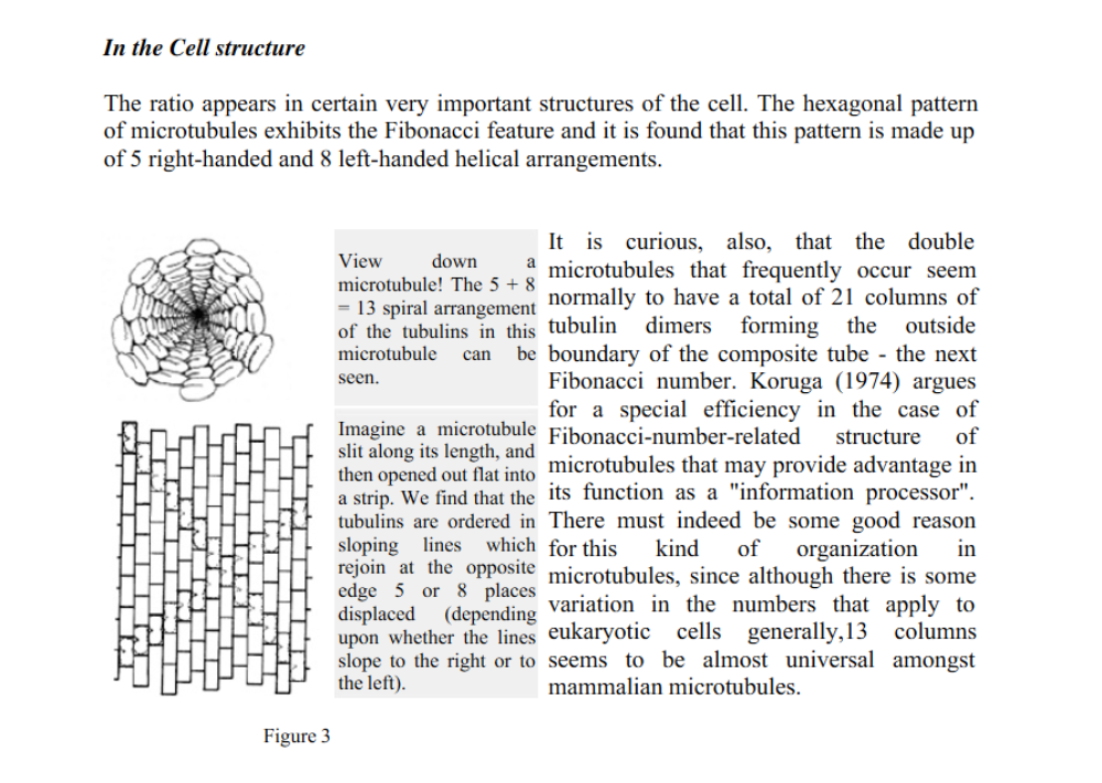 microtubules-2-.