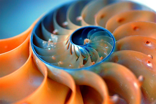 nautilus_flickr.