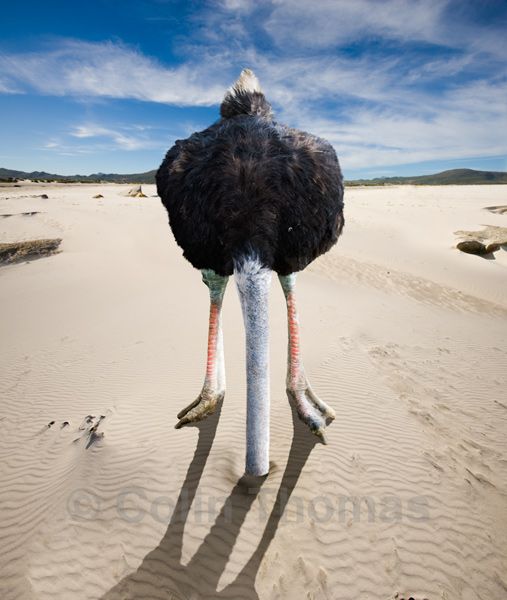 ostrich.