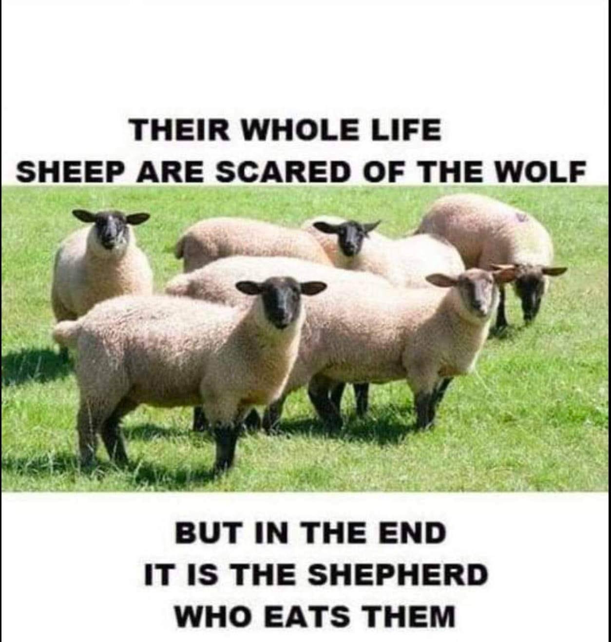 shepherdNsheep.