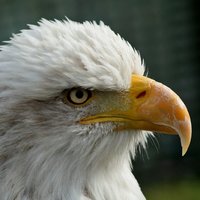 bald_eagle_head_closeup.