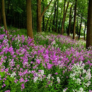 Nature-landscapes_other_forest-flowers_18678