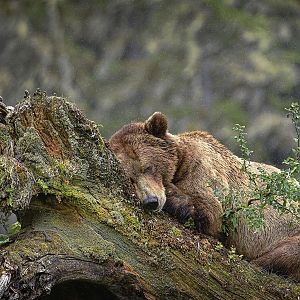 Sleeping Bear