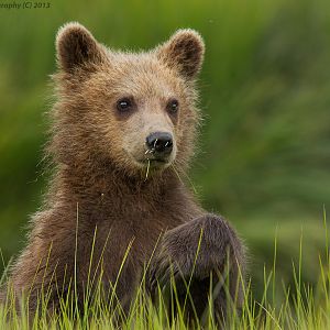 Brown Bear