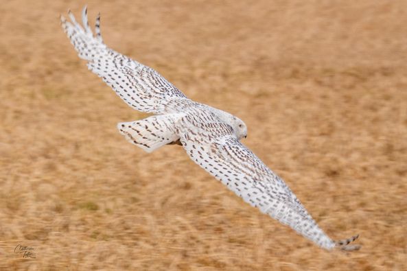 08&ccb=1-5&_nc_sid=8bfeb9&_nc_ohc=KJxzod9tZdMAX_e_ZnS&tn=ZdEPRgGV5Q7M7mMw&_nc_ht=scontent-yyz1-1.