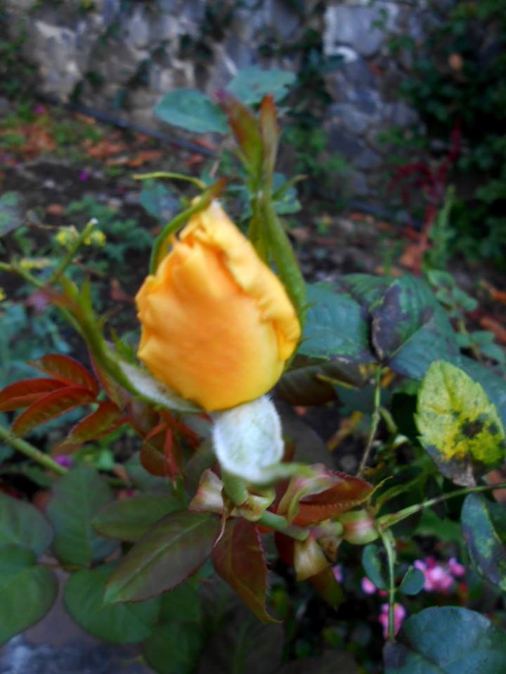 10156157_948574175170315_1868805649782340616_n.