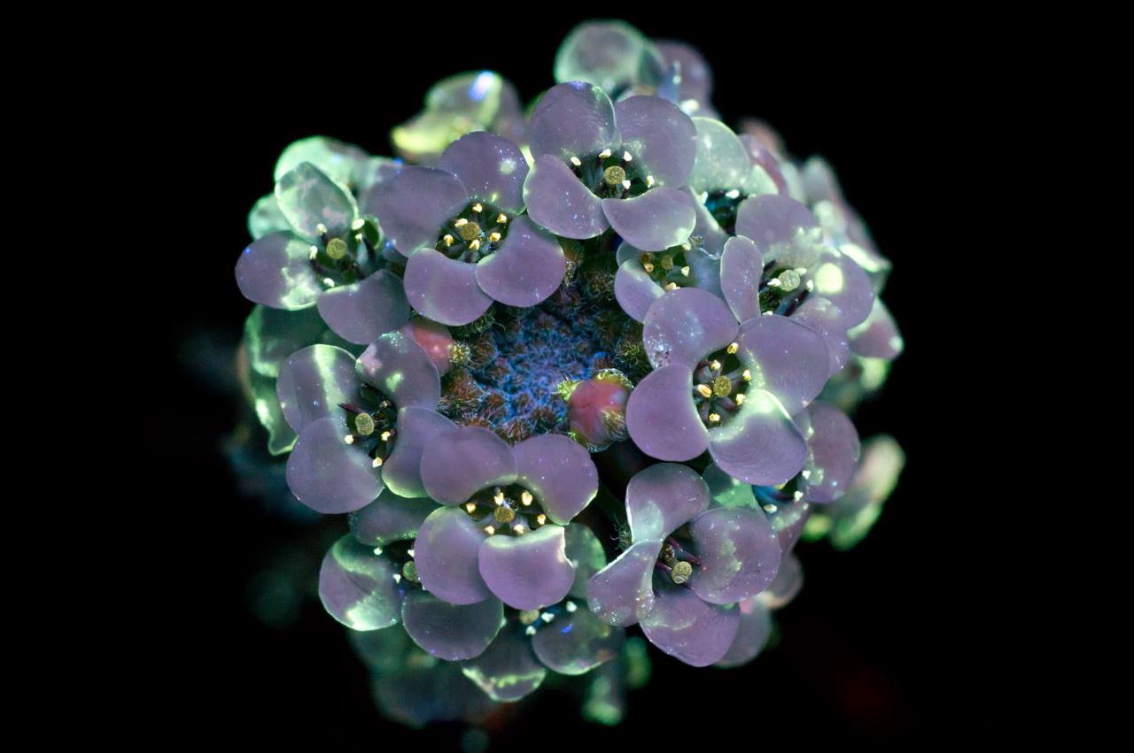 10338555_839274366112087_7717790821157126387_o.