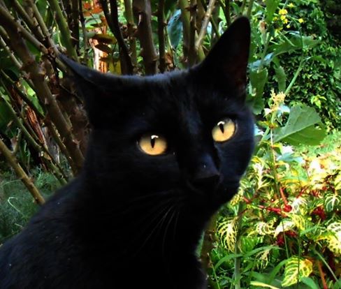 10394611_950263828334683_3876277317459865203_n.