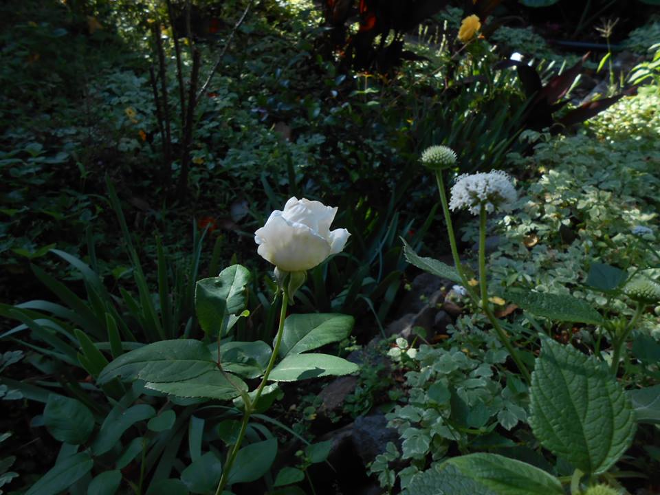 10402058_952257378135328_2584728738778870527_n.