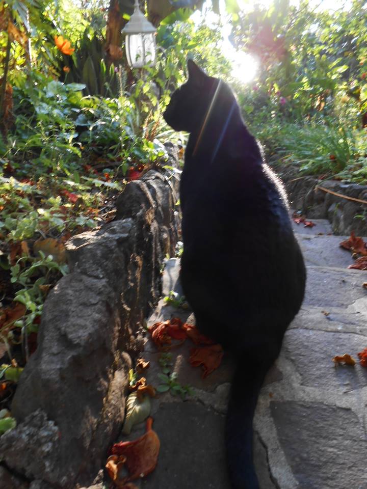 10402775_952258354801897_7089091024676460506_n.