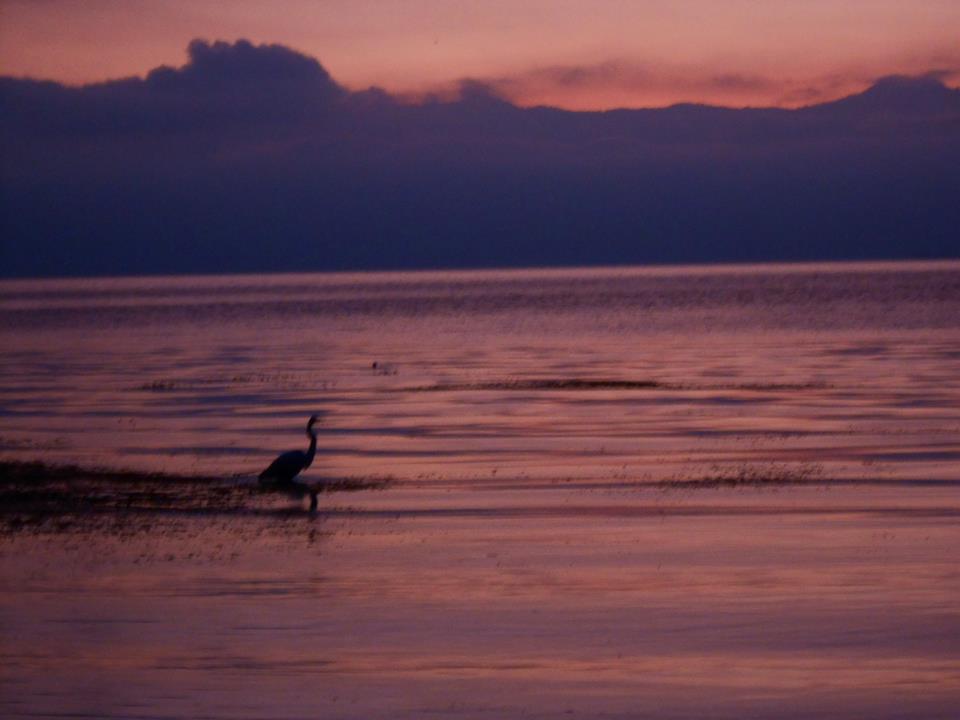 10409531_948565891837810_5582531441261301236_n.