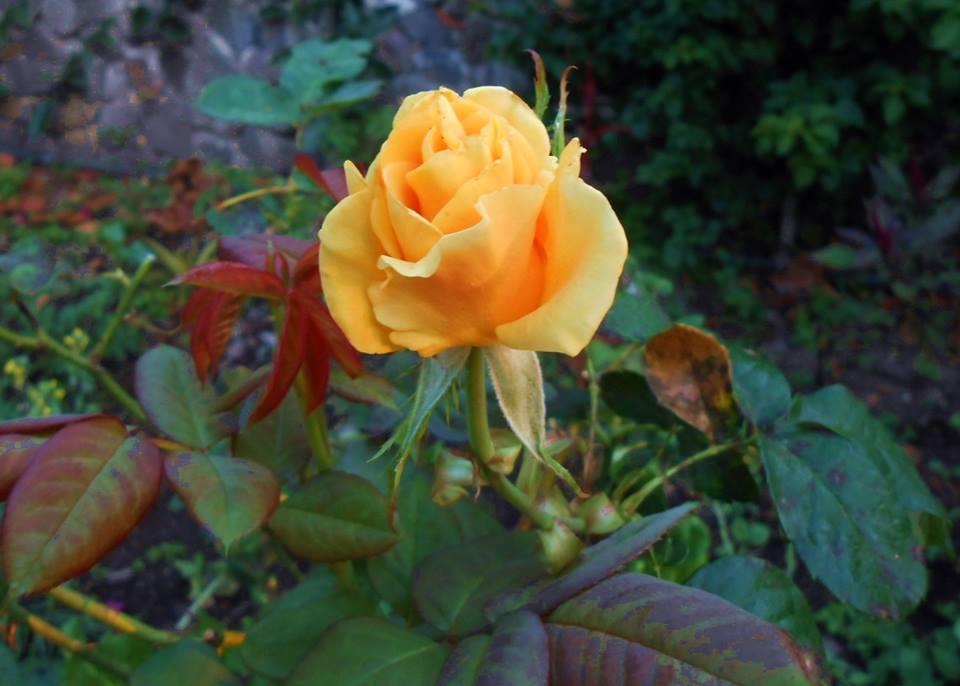 10502482_948574148503651_1214681273465093951_n.