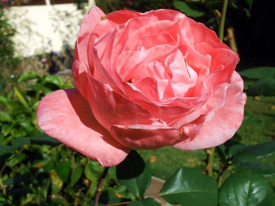 10628530_948627111831688_5901612214198415443_n.