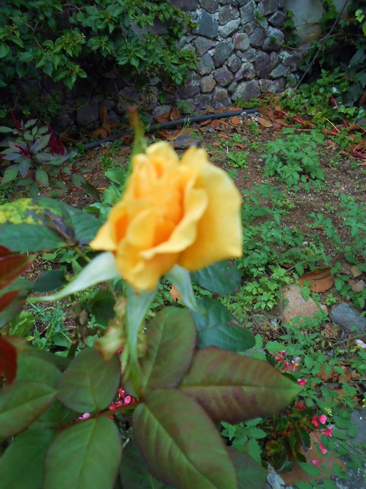 10685576_948574115170321_1757688576870599518_n.