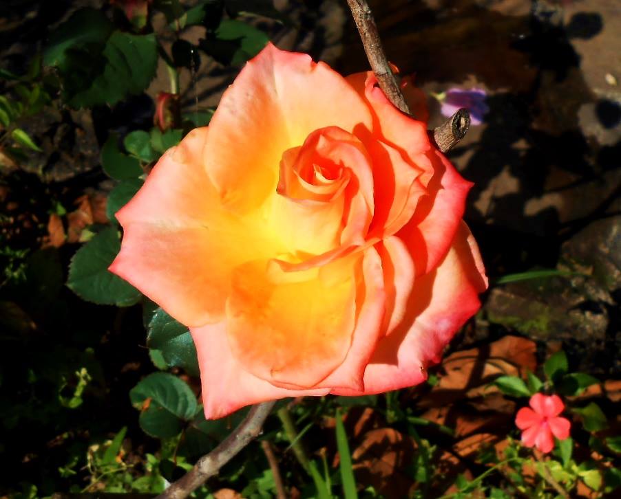 10698570_948626941831705_6599885105112041218_n.