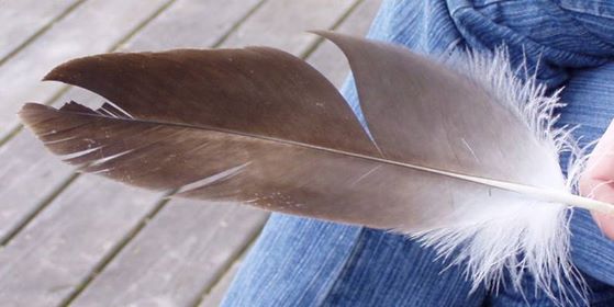 10868294_899691040043989_4598944252232063902_n.