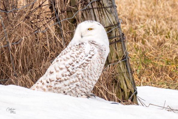 11&ccb=1-5&_nc_sid=8bfeb9&_nc_ohc=vh47zN5lBBYAX9zKMIz&tn=ZdEPRgGV5Q7M7mMw&_nc_ht=scontent-yyz1-1.