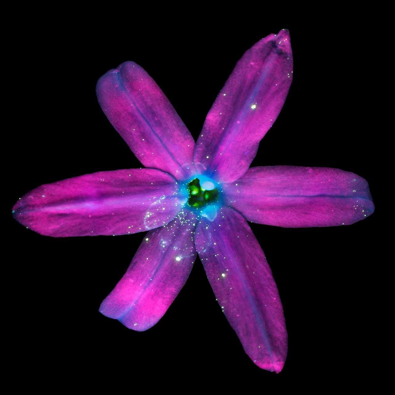 11146662_1060179224021599_9041917263618077065_o.