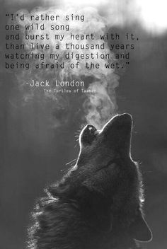 12_wolf_howling.