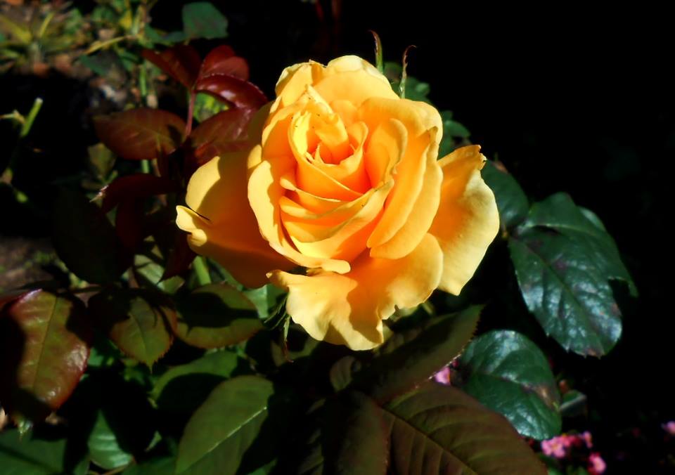 1621739_948616831832716_7187175168403570802_n.