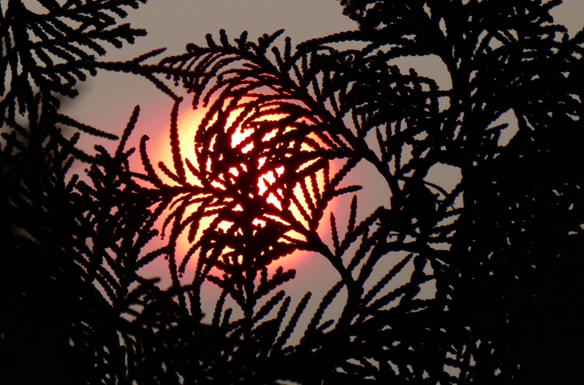 17july2021AliseSilvaPedrettiA.