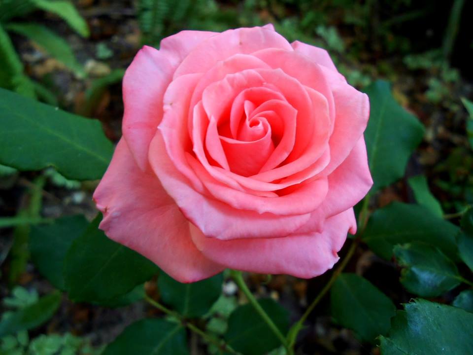 1962825_948627165165016_2423977512031118719_n.