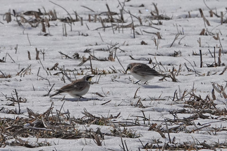 20230303_tiny-marsh-area_horned-larks-hawke-23.