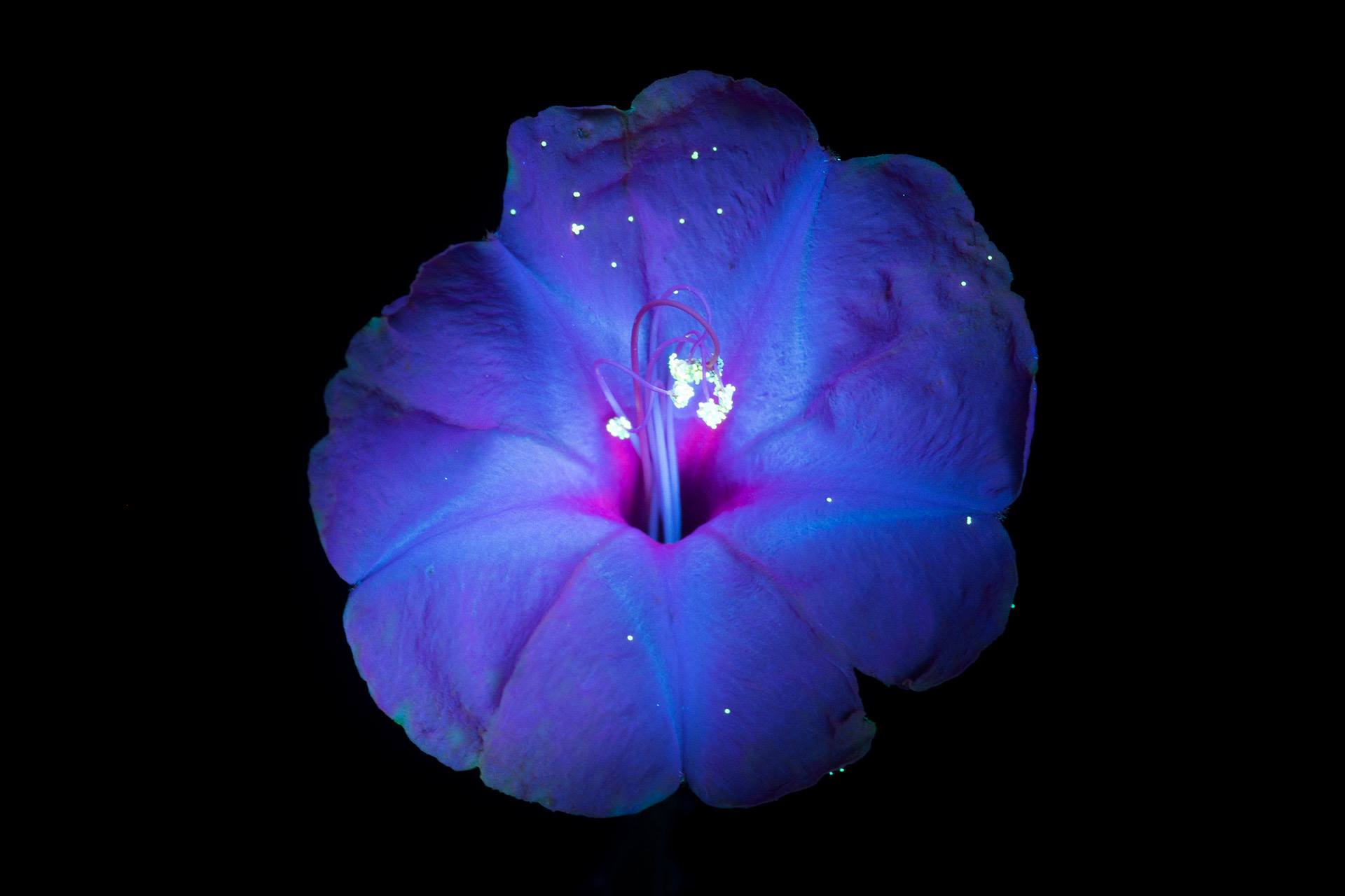 20776552_1706226652750183_4288791220774599797_o.