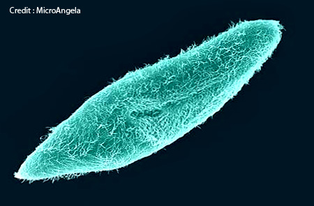 20_paramecium1.