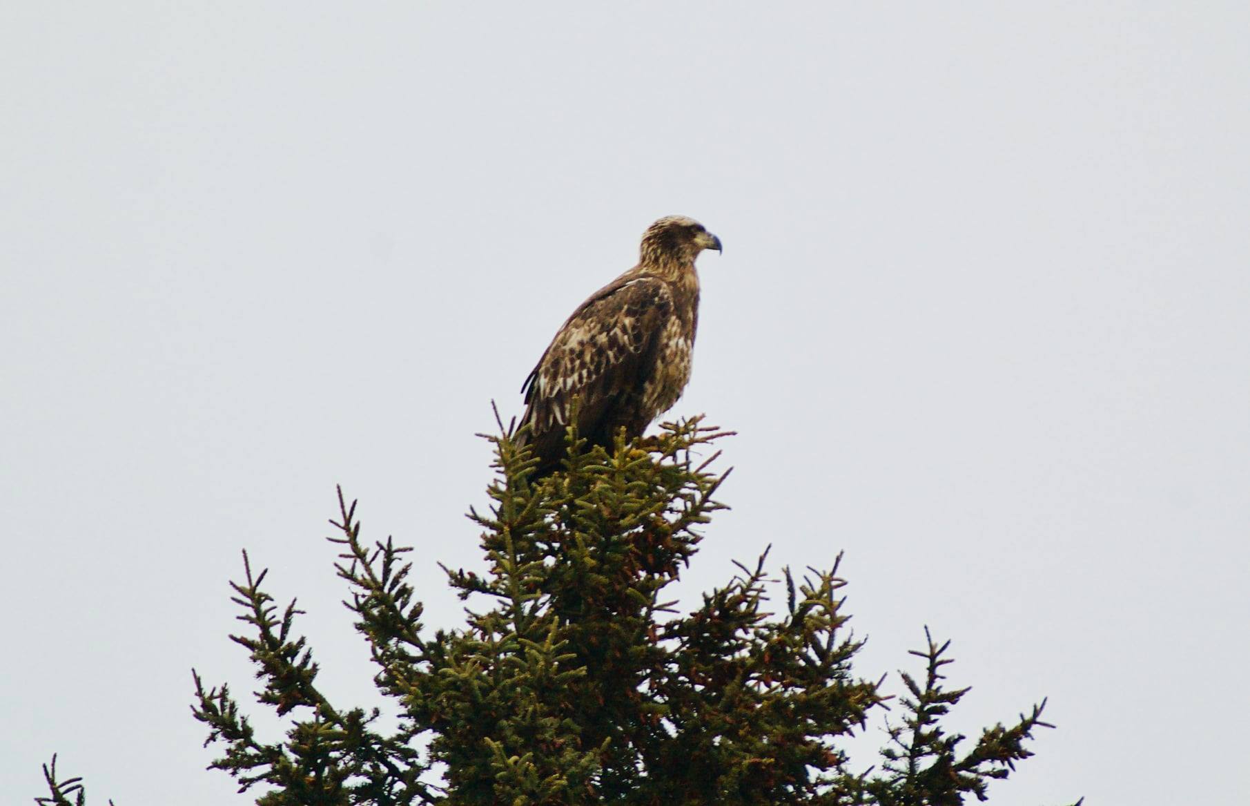 25dec2021eagleintreeBK.