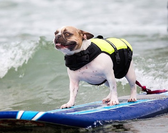 2__surf_dog.