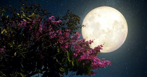 2F2020%2F11%2Fpink-moon-AdobeStock_107312843.jpeg&fb_obo=1&utld=farmersalmanac.com&stp=c0.5000x0.