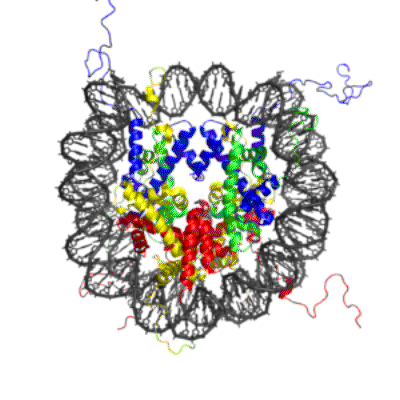 300px-Nucleosome_1KX5_colour_coded.