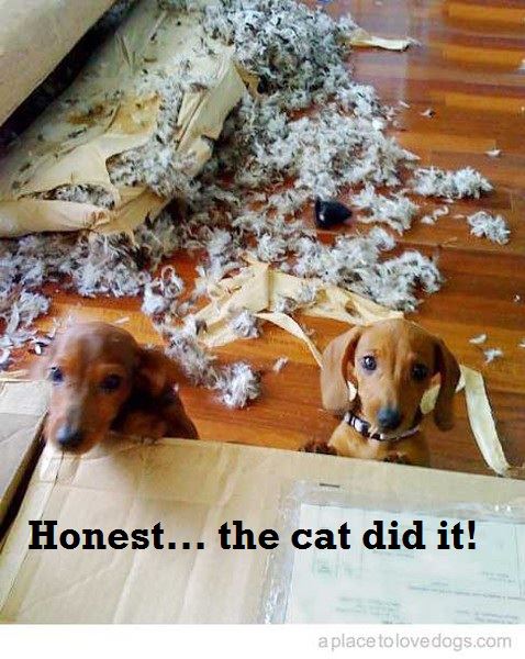 483377_10150991762336864_2112548258_n-1.