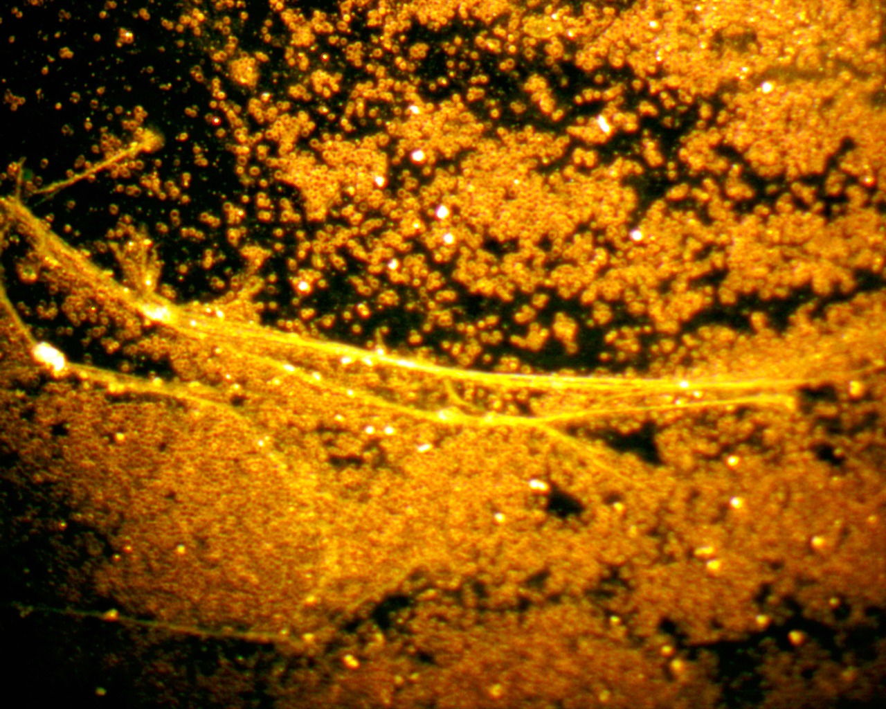 4915_n.?_nc_cat=107&ccb=1-7&_nc_sid=730e14&_nc_ohc=eiTuHu1K8B8AX8y7_mf&_nc_ht=scontent-yyz1-1.