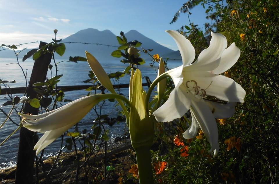 559647_952255211468878_6969632047134809903_n.