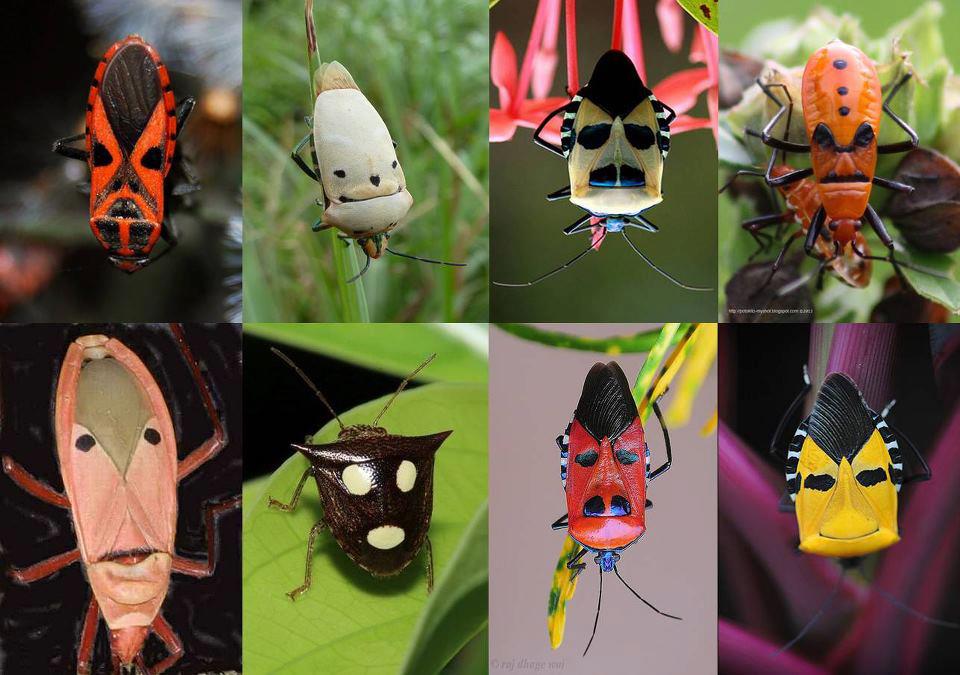 562689_519707654722753_1425124158_n.