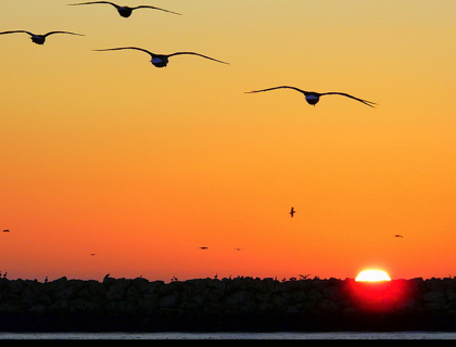 5_sunset_birds.