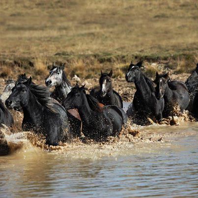 601039_10151542863956648_1506397275_n.