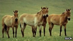 _56613922_przewalskihorse.